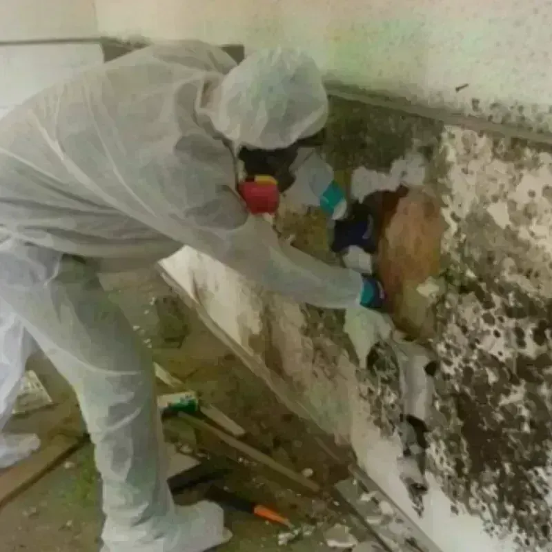 Mold Remediation and Removal in Holtville, CA